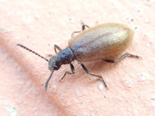 Lagria sp.